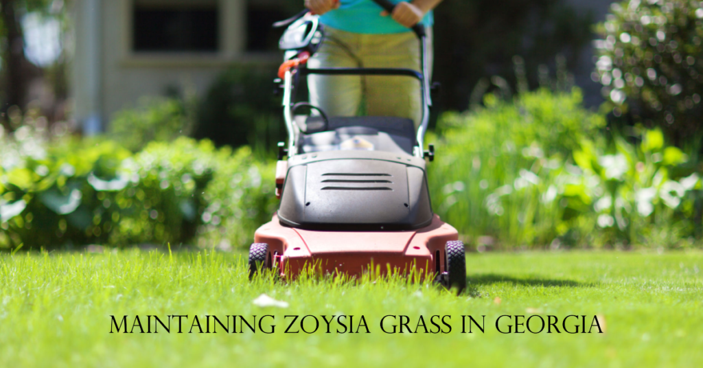 Maintaining Zoysia Grass in Georgia