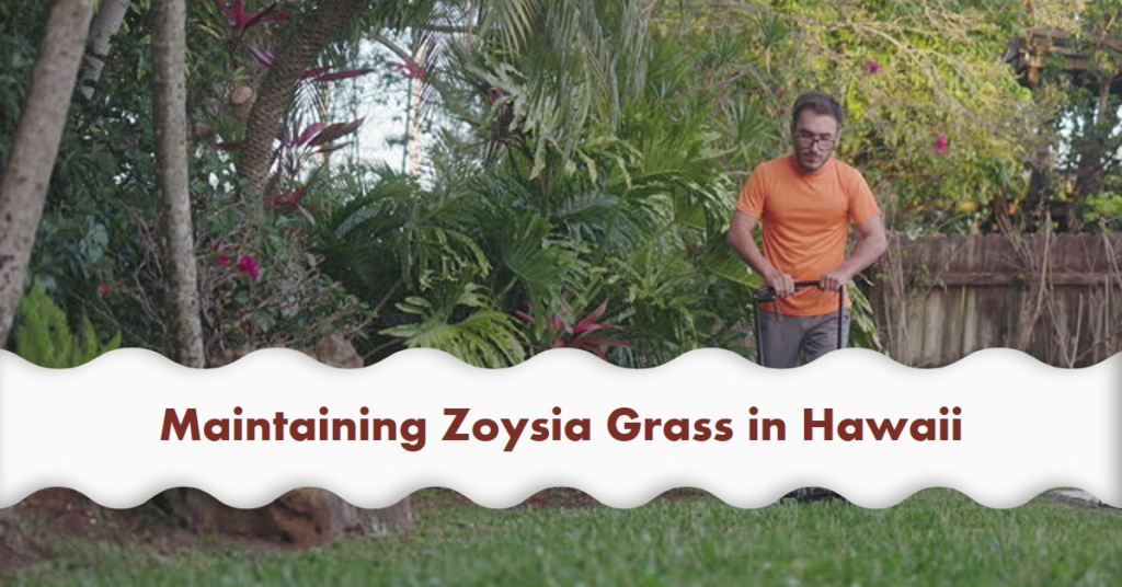 Maintaining Zoysia Grass in Hawaii