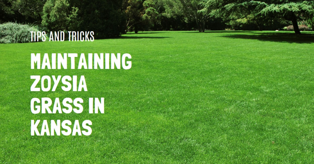 Maintaining Zoysia Grass in Kansas