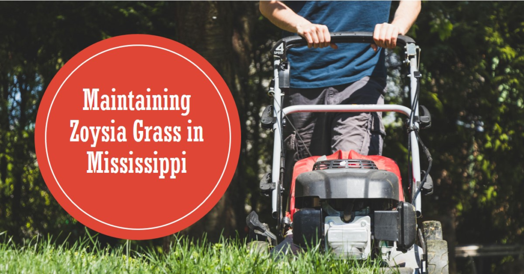 Maintaining Zoysia Grass in Mississippi