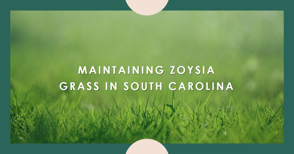 Maintaining Zoysia Grass in South Carolina