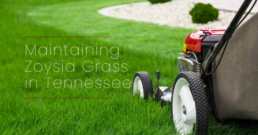 Maintaining Zoysia Grass in Tennessee